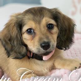 Velvet - Cream female Dachshund puppy in Laurel, Maryland from Dainty Cream Doxies