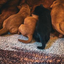 Baby Fox Red Boy 1 - Yellow male Labrador Retriever puppy in Ulman, Missouri from Landon J Farms Labrador Retrievers