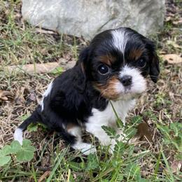 Cavalier King Charles Spaniel Puppies from Sophie’s AKC Cavaliers