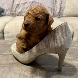 Cavachon and Cavapoochon Puppies from Forever Puppies 4U