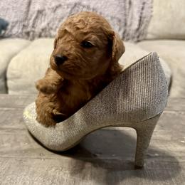 Cavachon and Cavapoochon Puppies from Forever Puppies 4U