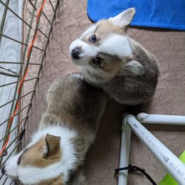 Pembroke Welsh Corgi Puppies from Sunny-Side Corgis