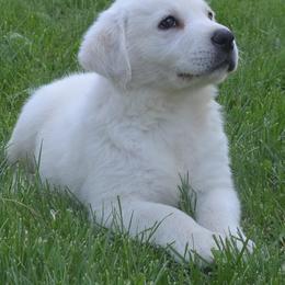 Beagle and Labrador Retriever Puppies from Badland Kennel