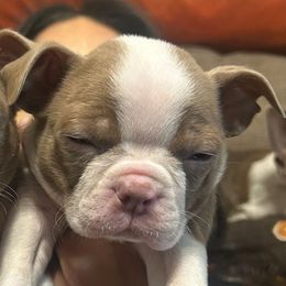 Mel - Lilac male Boston Terrier puppy in Star, North Carolina from Meatloaf's Boston