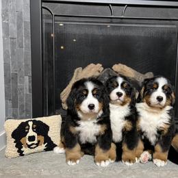 Bernese Mountain Dog Puppies from Bluffside Berners