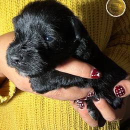 Easter - Black female Miniature Schnauzer puppy in Frankford, Delaware from Miniature Schnauzers of Delmarva