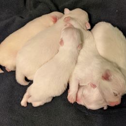 American Eskimo Dog and Border Collie Puppies from Guidingstars American Eskimos and Mondenkind Border Collies