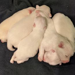 American Eskimo Dog and Border Collie Puppies from Guidingstars American Eskimos and Mondenkind Border Collies