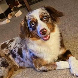 Miniature Australian Shepherds from Marsh Runner Aussies