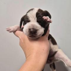 Noelle - White and chestnut female Bracco Italiano puppy in Silver Summit, Utah from Snow Peak Kennel