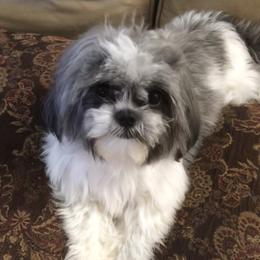 Maya - Shih Tzu