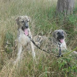 Anatolian Shepherd Dogs from Penny Voss