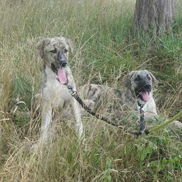Anatolian Shepherd Dogs from Penny Voss