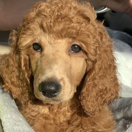 Bernedoodles, Cockapoos, Goldendoodles, and Poodles from Clad Doodles