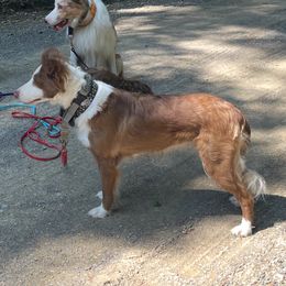 Sheeza - Border Collie