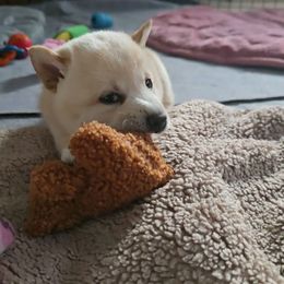 AKC - Elaine - Cream female Shiba Inu puppy in Jensen Beach, Florida from ScrapiShibas