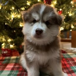 Siberian Huskies from Freedom Huskies