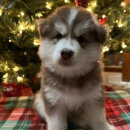 Siberian Huskies from Freedom Huskies