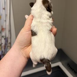 Boy 2 - Liver and white male Shih Tzu puppy in Springfield, Missouri from Lopez Family Tails