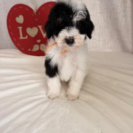 Dasher - Parti male Poodle puppy in Luana, Iowa from Country View Bernedoodles and Goldendoodles