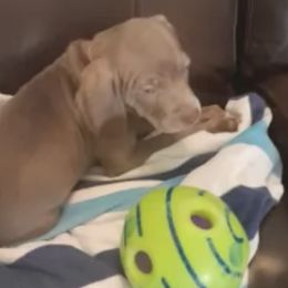 Weimaraners from Isaih McDuffie's Weimaraners