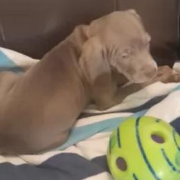 Weimaraners from Isaih McDuffie's Weimaraners