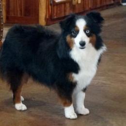 Reckless - Miniature Australian Shepherd