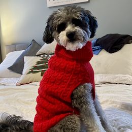 Aussiedoodle All Grown Up from White Pine Farm
