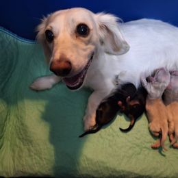 One Cream - Cream female Dachshund puppy in Gordon, Georgia from Long Dogs Yellow Farm