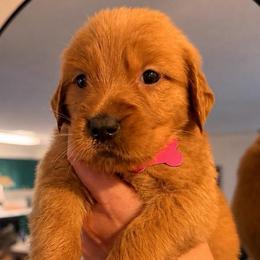 Hot Pink Girl - Golden female Golden Retriever puppy in Covington, Louisiana from MyKy Puppies