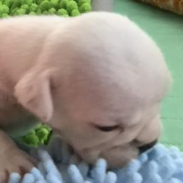 Boy1 - White male Bulldog puppy in Tierra Verde, Florida from Destiny Kennel
