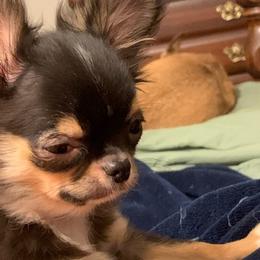 Chihuahuas from Taylor’s Tots