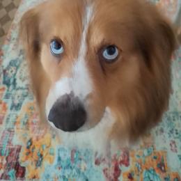 Max - Miniature Australian Shepherd