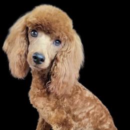 Cockapoo and Poodle All Grown Up from Kathy Maize