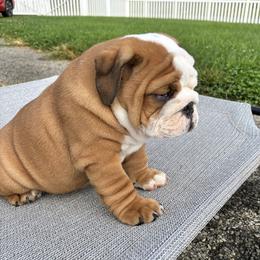 Boy 4 - Red and white male Bulldog puppy in Mount Airy, North Carolina from PrimeCut Bulldogs