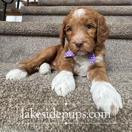 Purple Pup - Female - Apricot female Goldendoodle puppy in Dacula, Georgia from Lakeside Pups