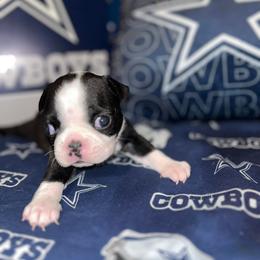 Boston Terrier Puppies from Baldwins Boston Terriers