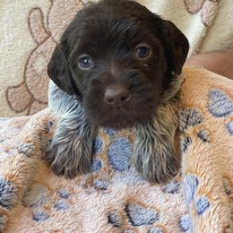 Wirehaired Pointing Griffon Puppies from Harmony Hills Griffons