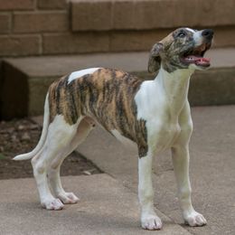 Whippet Puppies from Wyndham Whippets