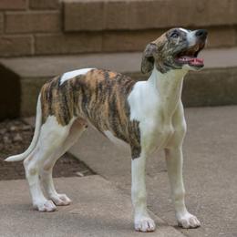 Whippet Puppies from Wyndham Whippets