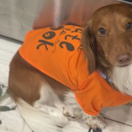 Dachshunds from RG Mini Dachshunds