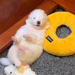Samoyed Puppies from Velvet Sky Samoyeds (Puppies Due 3/26/22) Accepting applications now