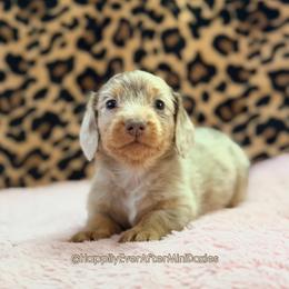 Pickles - Dapple male Dachshund puppy in Robesonia, Pennsylvania from Happily Ever After’s Puppies