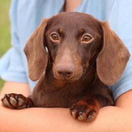 Peanut - Dachshund