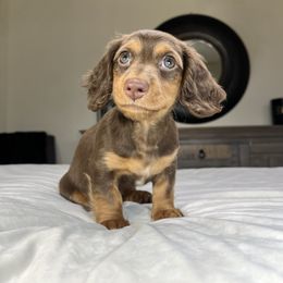Lola - Dachshund