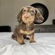 Lola