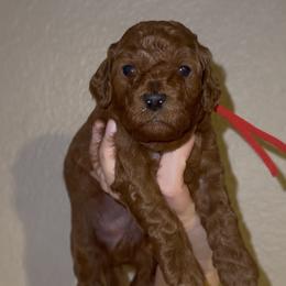 Espresso - Red  male Poodle puppy in Modesto, California from Oso’s Red Toy, Mini, & Standard Poodles