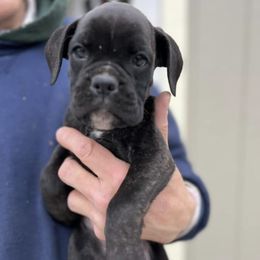 Boxers from CD Kennels