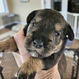 Miniature Schnauzer puppies from Maxwell House Schnauzers