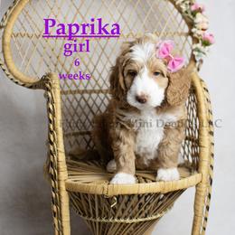 Paprika (lavender collar) girl - Red  female Goldendoodle puppy in Corona, California from Fluffy Puppy Mini Doodles LLC